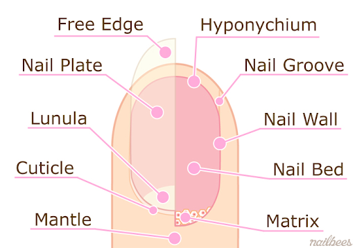 Parts of a nail
